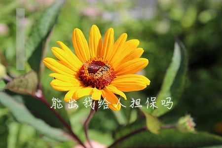 能出我给人担保吗 能出我给人担保吗