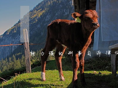 能力强的刑事自诉律师推荐 能力强的刑事自诉律师推荐