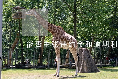 能否主张违约金和逾期利息