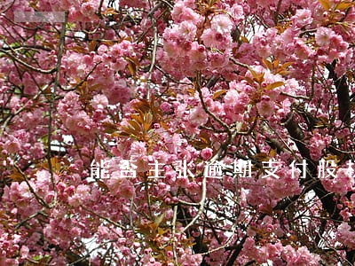 能否主张逾期支付股权款利息 能否主张逾期支付股权款利息