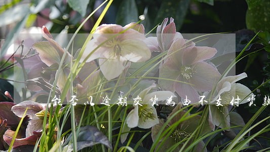 能否以逾期交货为由不支付货款 能否以逾期交货为由不支付货款