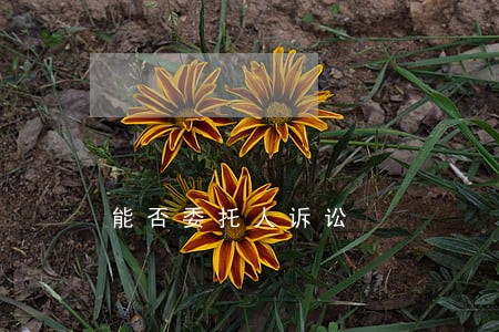 能否委托人诉讼
