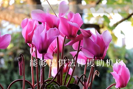 能够提供法律援助机构