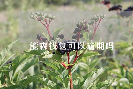 能森钱包可以逾期吗 能森钱包可以逾期吗