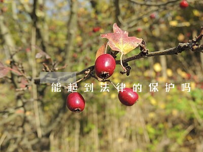 能起到法律的保护吗 能起到法律的保护吗
