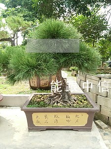 能跟中信协商只还本金吗 能跟中信协商只还本金吗