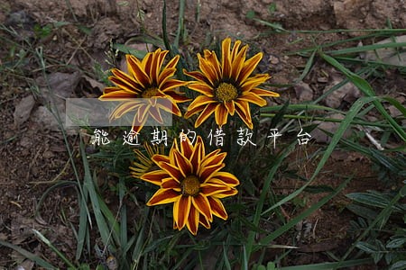 能逾期的借款平台 能逾期的借款平台