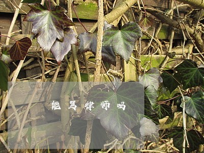 能骂律师吗 能骂律师吗