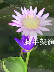 脚手架逾期工程量计算 脚手架逾期工程量计算