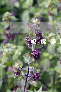脱保逾期要交纳5000元罚款吗 脱保逾期要交纳5000元罚款吗