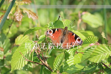 腾冲法院挖玉石 腾冲法院挖玉石