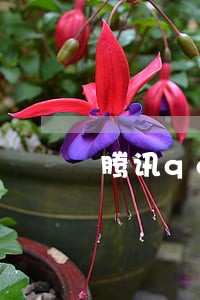 腾讯qq现金贷逾期了 腾讯qq现金贷逾期了
