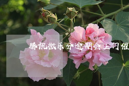 腾讯微乐分逾期会上门催收吗 腾讯微乐分逾期会上门催收吗