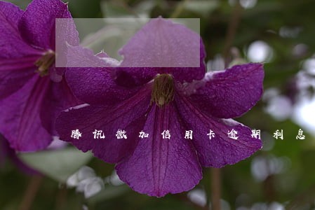 腾讯微加信用卡逾期利息