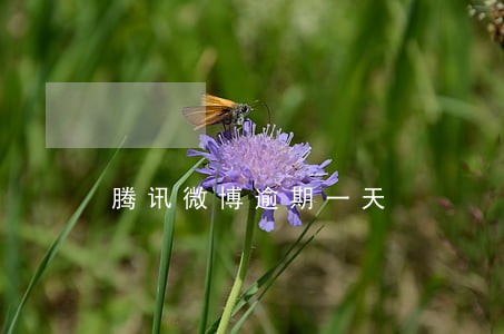 腾讯微博逾期一天 腾讯微博逾期一天
