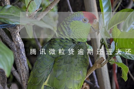 腾讯微粒贷逾期还进去还能借吗 腾讯微粒贷逾期还进去还能借吗