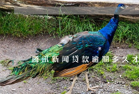 腾讯新闻贷款逾期多久才是不良 腾讯新闻贷款逾期多久才是不良
