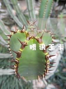 腾讯王卡上报逾期 腾讯王卡上报逾期