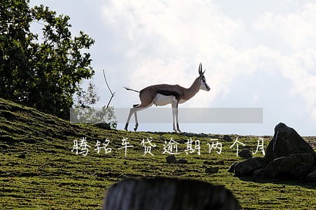 腾铭车贷逾期两个月 腾铭车贷逾期两个月