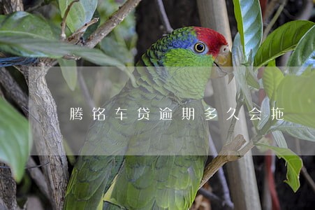 腾铭车贷逾期多久会拖 腾铭车贷逾期多久会拖