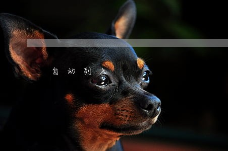 自动列入