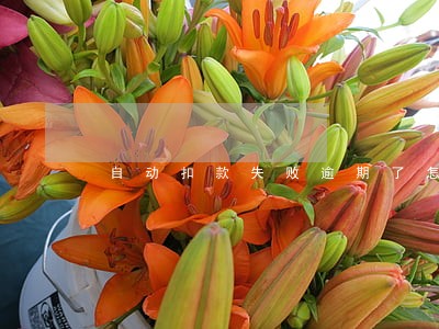 自动扣款失败逾期了怎么办 自动扣款失败逾期了怎么办