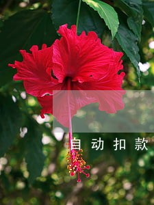 自动扣款没扣足导致逾期 自动扣款没扣足导致逾期