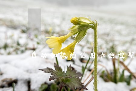 自动扣款的信用卡会逾期吗 自动扣款的信用卡会逾期吗