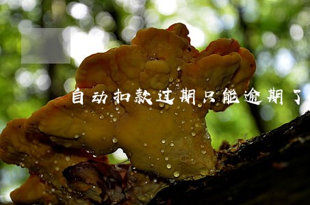 自动扣款过期只能逾期了吗 自动扣款过期只能逾期了吗