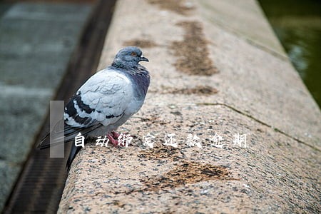 自动绑定还款逾期 自动绑定还款逾期