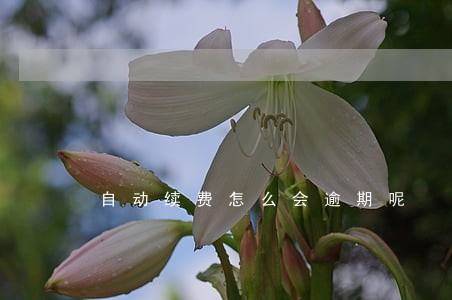 自动续费怎么会逾期呢 自动续费怎么会逾期呢