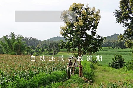 自动还款导致逾期 自动还款导致逾期
