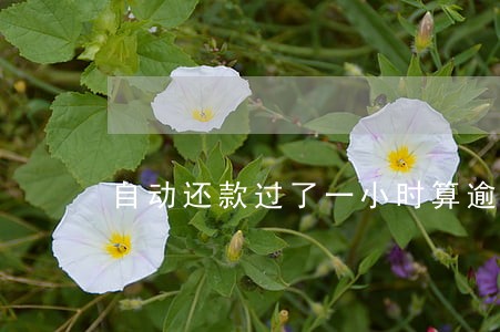 自动还款过了一小时算逾期嘛 自动还款过了一小时算逾期嘛