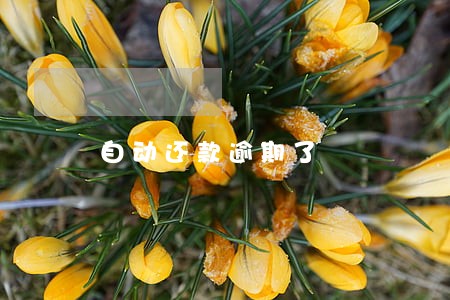 自动还款逾期了 自动还款逾期了