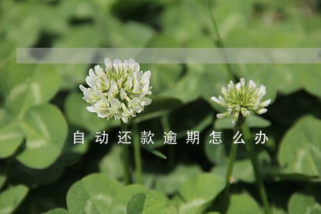 自动还款逾期怎么办 自动还款逾期怎么办