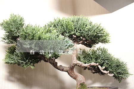 自动还款逾期风险大吗 自动还款逾期风险大吗