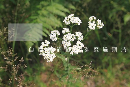 自助申请固定额度逾期清零