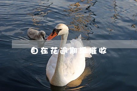 自在花逾期没催收 自在花逾期没催收