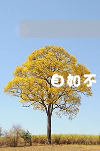 自如不交逾期违约金 自如不交逾期违约金