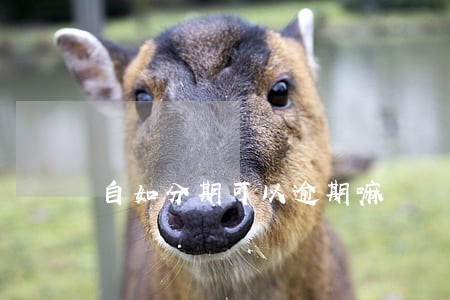 自如分期可以逾期嘛 自如分期可以逾期嘛