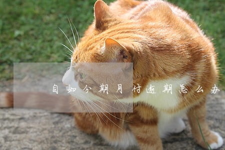 自如分期月付逾期怎么办 自如分期月付逾期怎么办