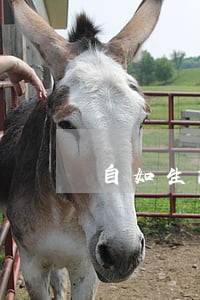 自如生活费逾期会不会冻结门锁 自如生活费逾期会不会冻结门锁