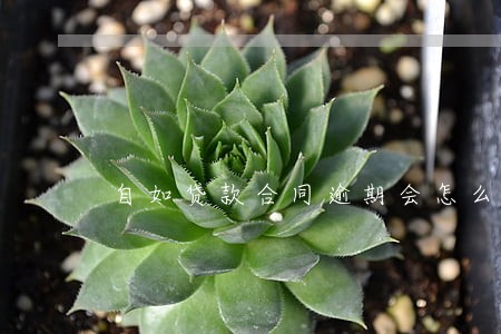 自如贷款合同逾期会怎么样 自如贷款合同逾期会怎么样