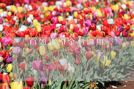 自如违约金与逾期 自如违约金与逾期
