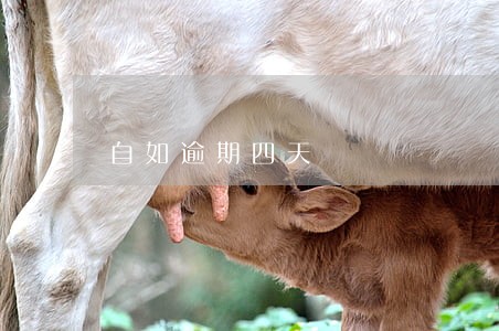 自如逾期四天 自如逾期四天