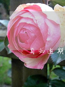自如逾期房租三天会怎么样 自如逾期房租三天会怎么样