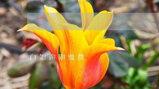 自如逾期缴费