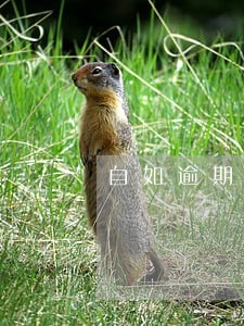 自如逾期罚款 自如逾期罚款