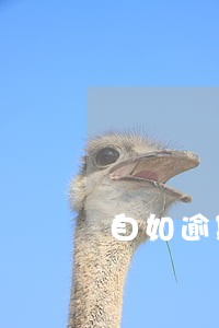 自如逾期违约金可以不交吗 自如逾期违约金可以不交吗