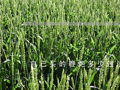 自己买的鞭炮多少违法 自己买的鞭炮多少违法